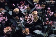 Abronia Wootonii