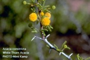 Acacia Constricta