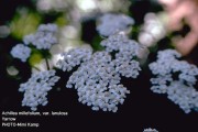 Achillea Millefolium