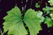 Achlys Triphylla