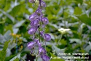 Aconitum Columbianum-1
