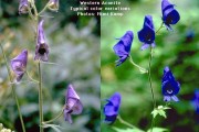Aconitum Columbianum-2