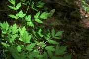 Actaea Rubra-2