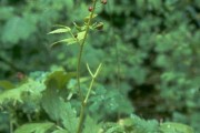Actaea Rubra-3