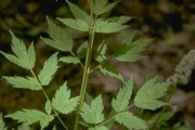Actea Rubra