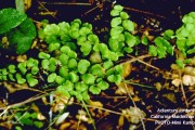 Adiantum Jordanii
