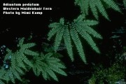 Adiantum Pedatum-2