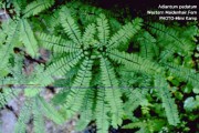 Adiantum Pedatum