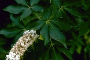 Aesculus Californica