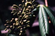 Aesculus Glabra-2