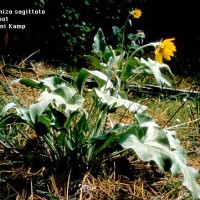 Balsamorhiza Sagittata-1
