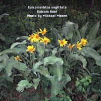 Balsamorhiza Sagittata-2