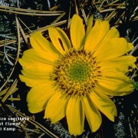 Balsamorhiza Sagittata-3