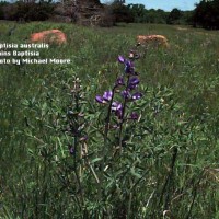 Baptisia Australis