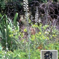 Baptisia Leucantha-1