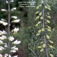 Baptisia Leucantha-2