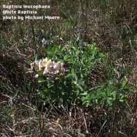 Baptisia Leucophaea