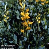 Baptisia Sphaerocarpa-2