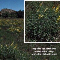 Baptisia Sphaerocarpa