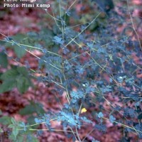 Baptisia Tinctoria