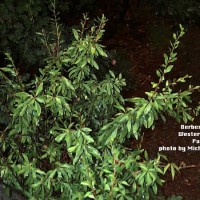 Berberis Fendleri