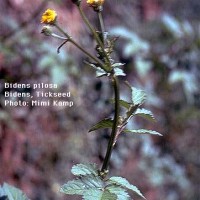 Bidens Pilosa