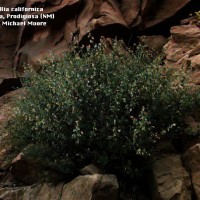 Brickellia Californica-1