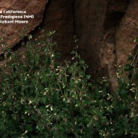 Brickellia Californica-2