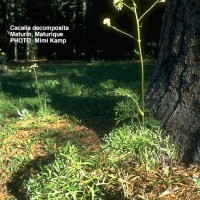 Cacalia Decomposita