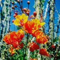 Caesalpinia Pulcherrima