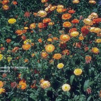 Calendula
