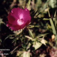 Callirhoe Involucrata