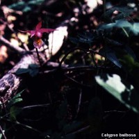 Calypso Bulbosa-2