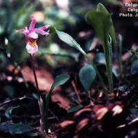 Calypso Bulbosa-3