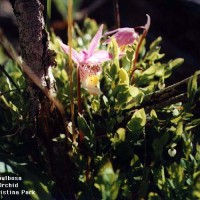 Calypso Bulbosa-4