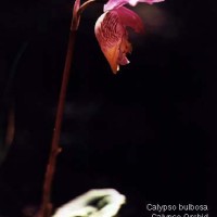 Calypso Bulbosa-5