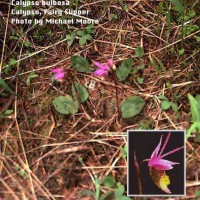 Calypso Bulbosa