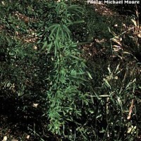 Cannabis Sativa
