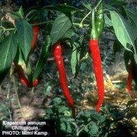Capsicum