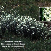 Cardamine Cordifolia