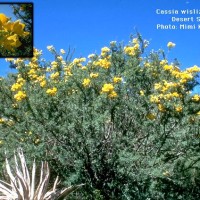 Cassia Wislizenii