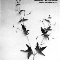 BWGeranium Maculatum-1