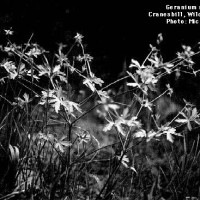BWGeranium Maculatum-2