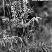 BWGlycyrrhiza Lepidota