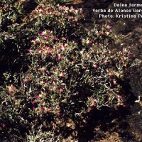 Dalea Formosa-2