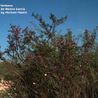 Dalea Formosa