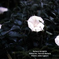 Datura Wrightii