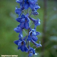 Delphinium