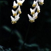 Dicentra Cucullaria-1