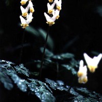 Dicentra Cucullaria-2
